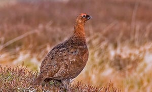 Scottish Game: Grouse- Our Products – Dartagnan.com