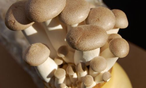 All About Organic Mushrooms