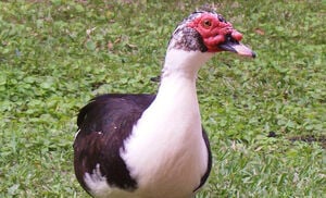 Muscovy Duck Essentials - Our Products – Dartagnan.com