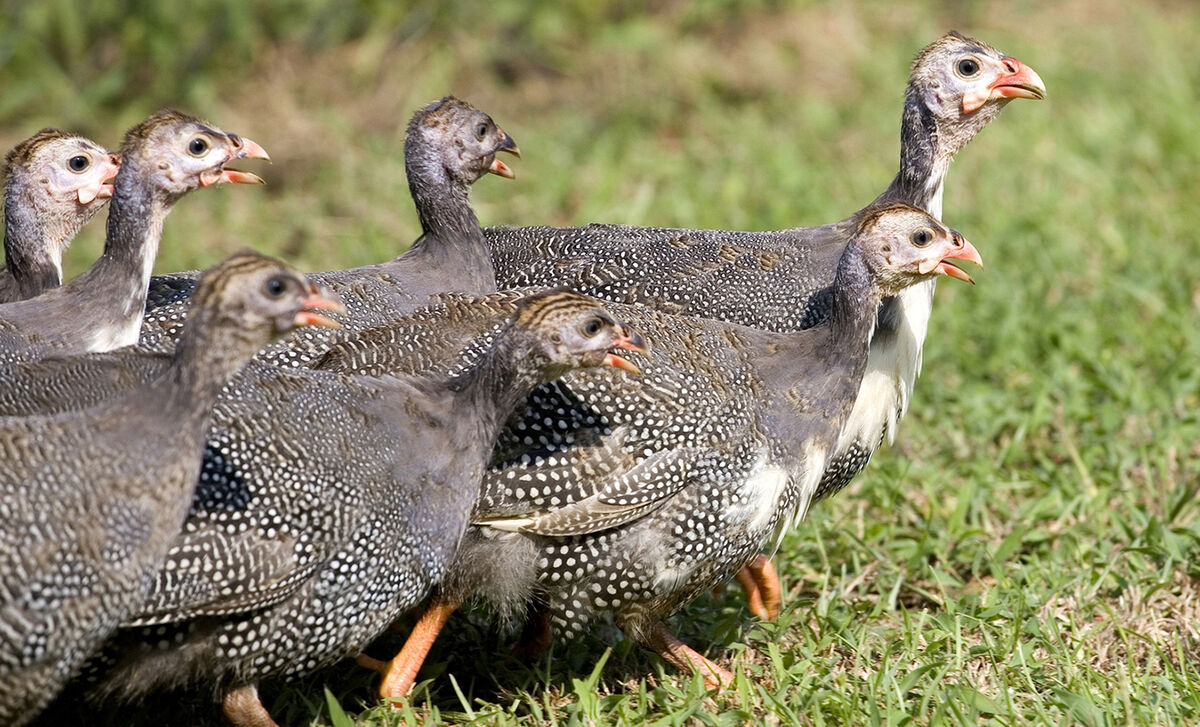 What is a Guinea Hen & How to Cook Guinea Hen