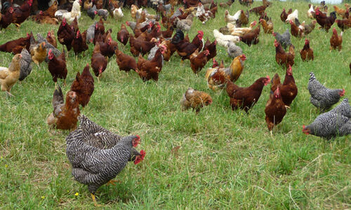What is organic chicken? What is free range chicken?
