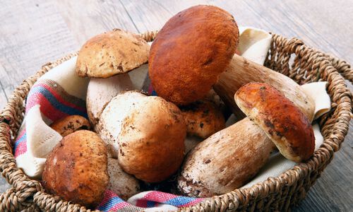 More About Porcini Mushrooms- Our Products – Dartagnan.com