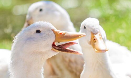 duck types, breeds of ducks, different kinds of ducks
