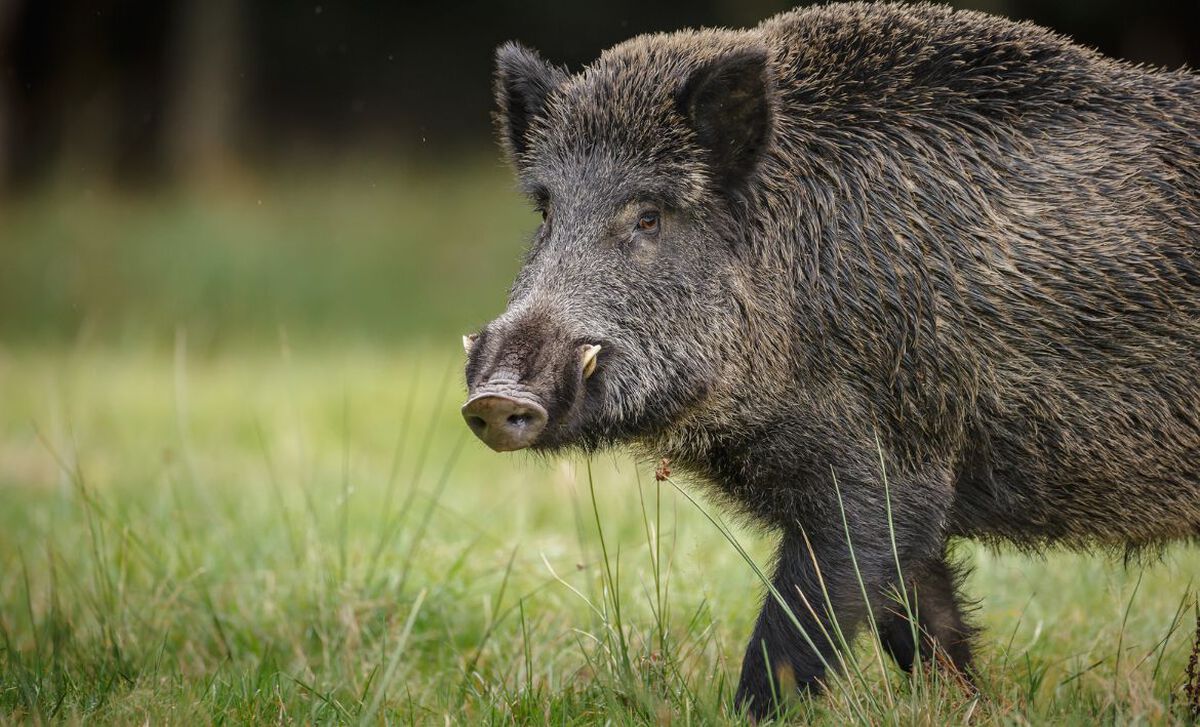 How to Cook Wild Boar Meat & Wild Boar vs Pig | D'Artagnan