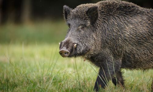 A few Words on Wild Boar - Our Products – Dartagnan.com