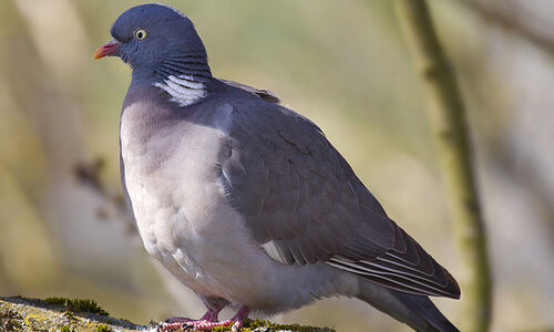 Scottish Game: Wood Pigeon- Our Products – Dartagnan.com