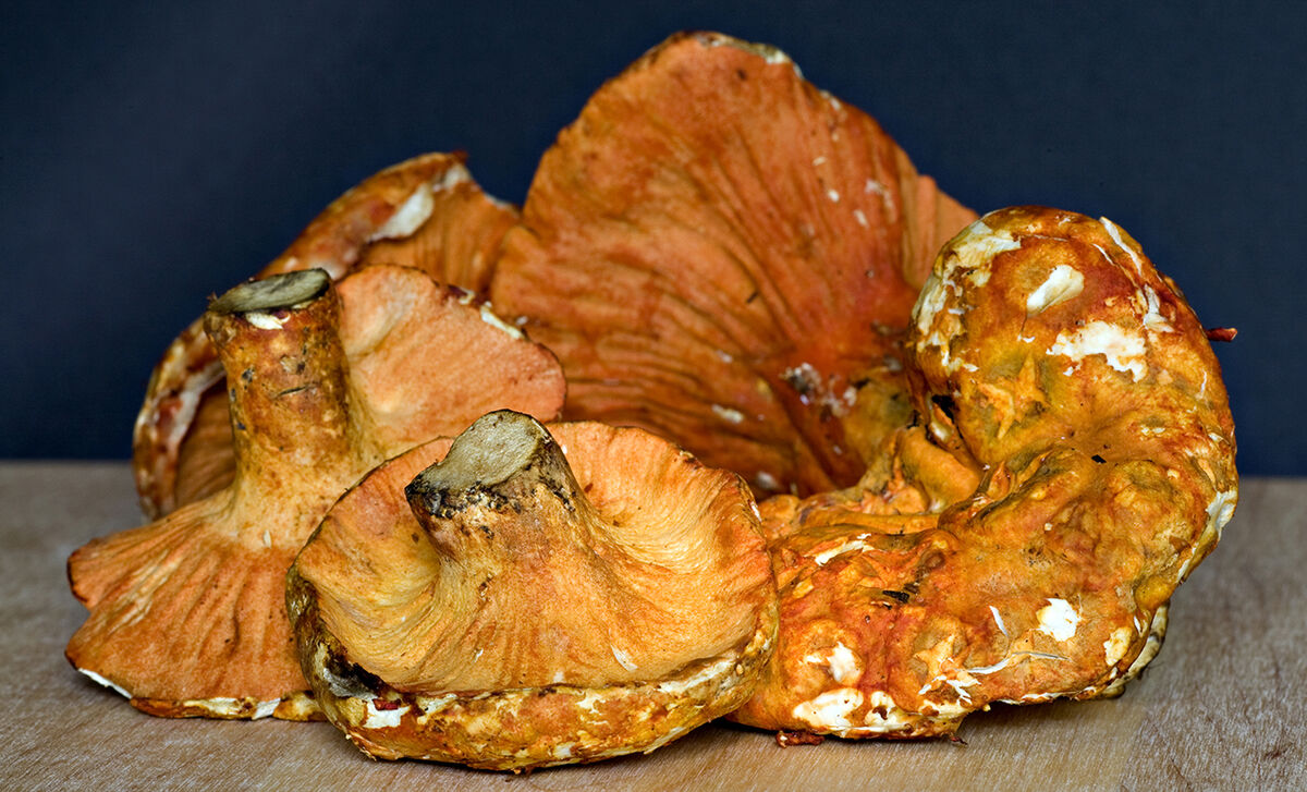 More About Lobster Mushrooms - Our Products – Dartagnan.com