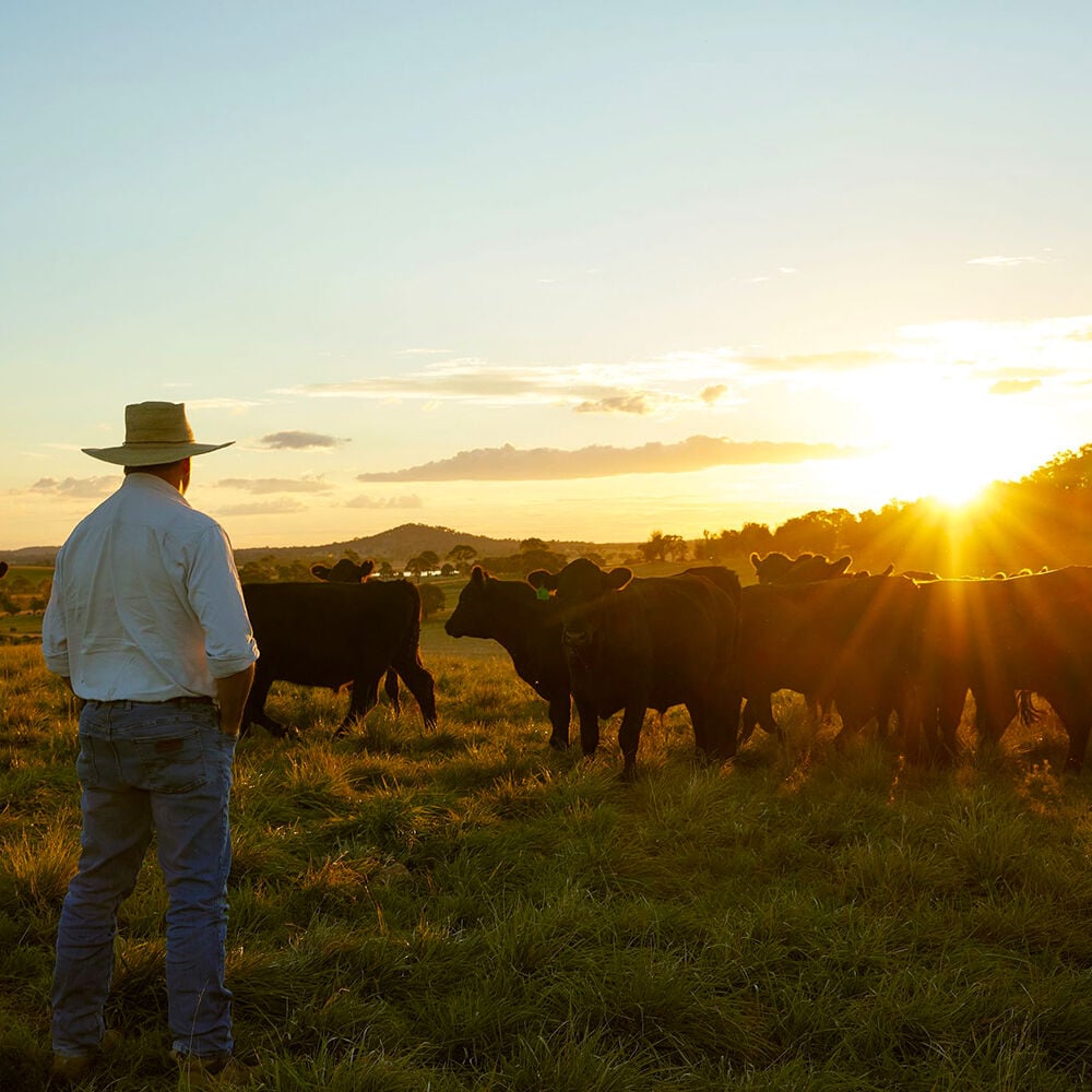 Rooted in Tradition & Care. Sourcing Our Meat.