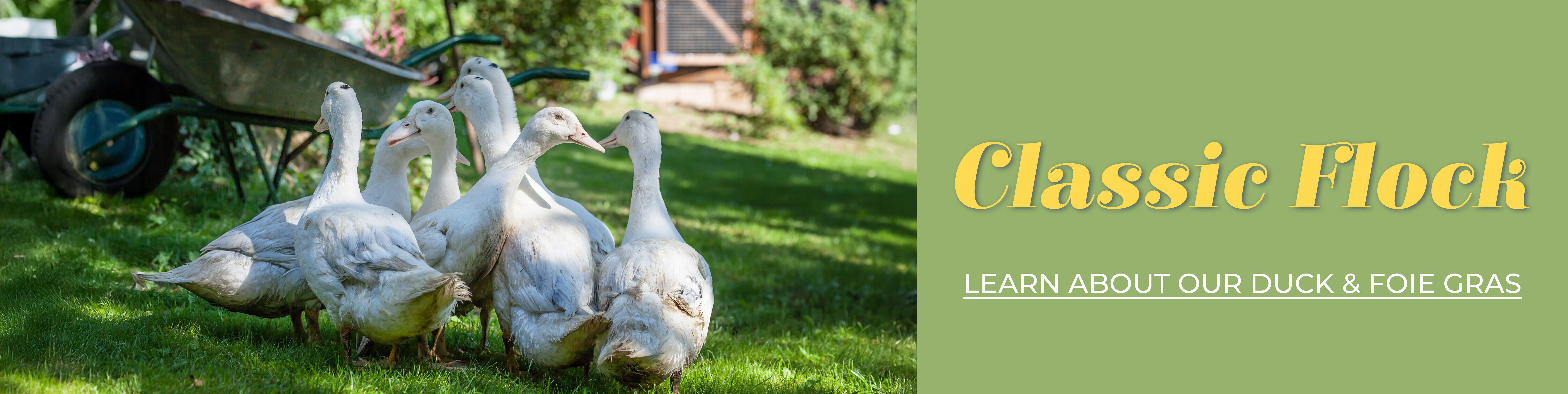 Classic Flock.  Learn About our Duck & Foie Gras.