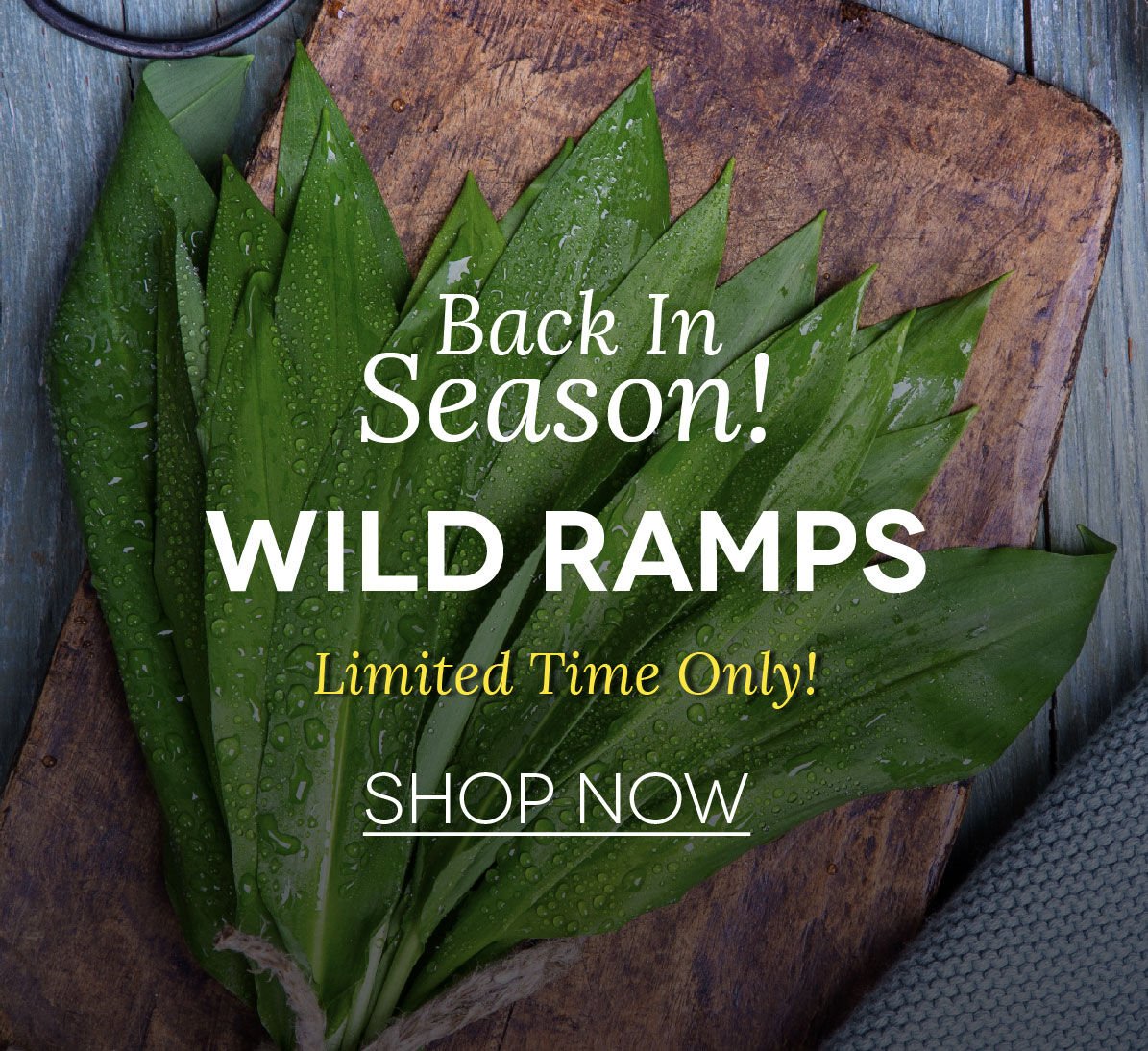Wild Ramps are Back in Season