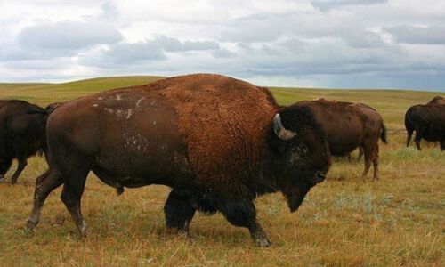 Video - Vast Prairie where the Buffalo Roam