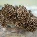 Organic Maitake (Hen of the Woods) Mushrooms image number 2