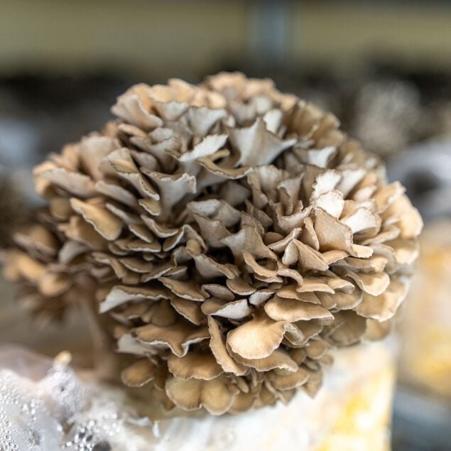 Organic Maitake (Hen of the Woods) Mushrooms image number 1