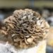 Organic Maitake (Hen of the Woods) Mushrooms image number 1