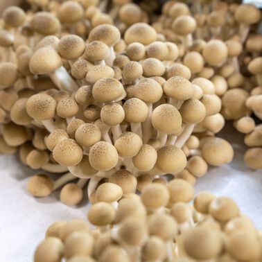 Organic Hon-Shimeji Mushrooms