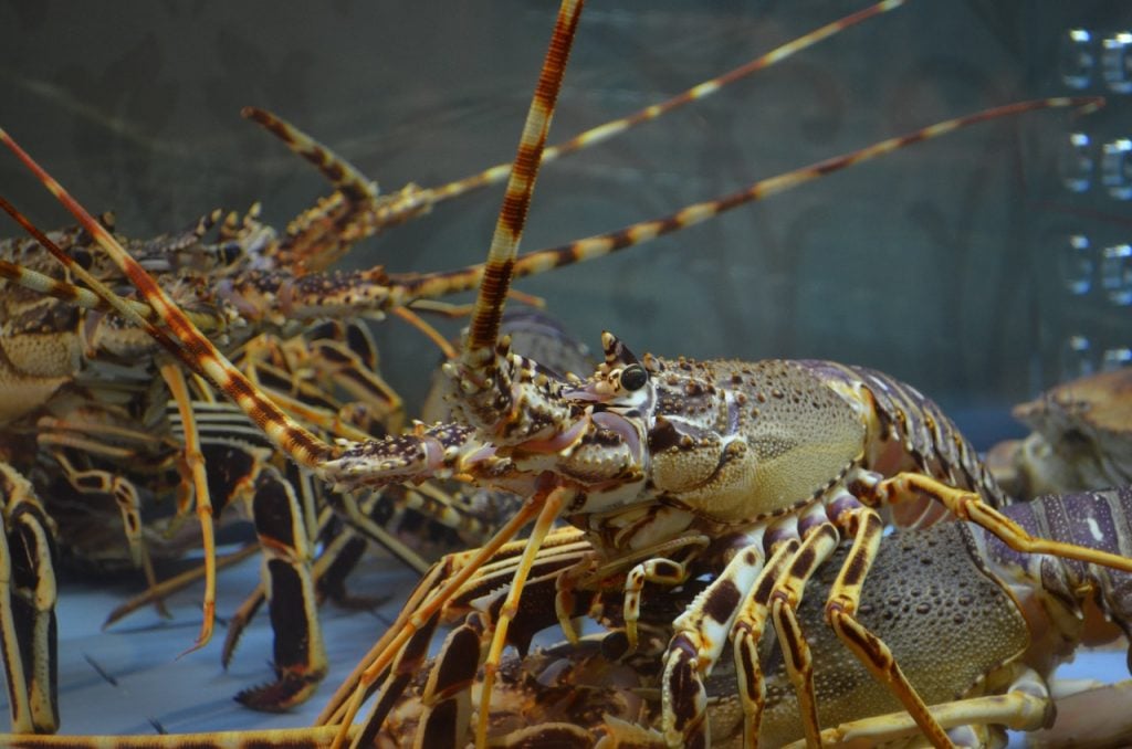 lobster shell lobsters underwater