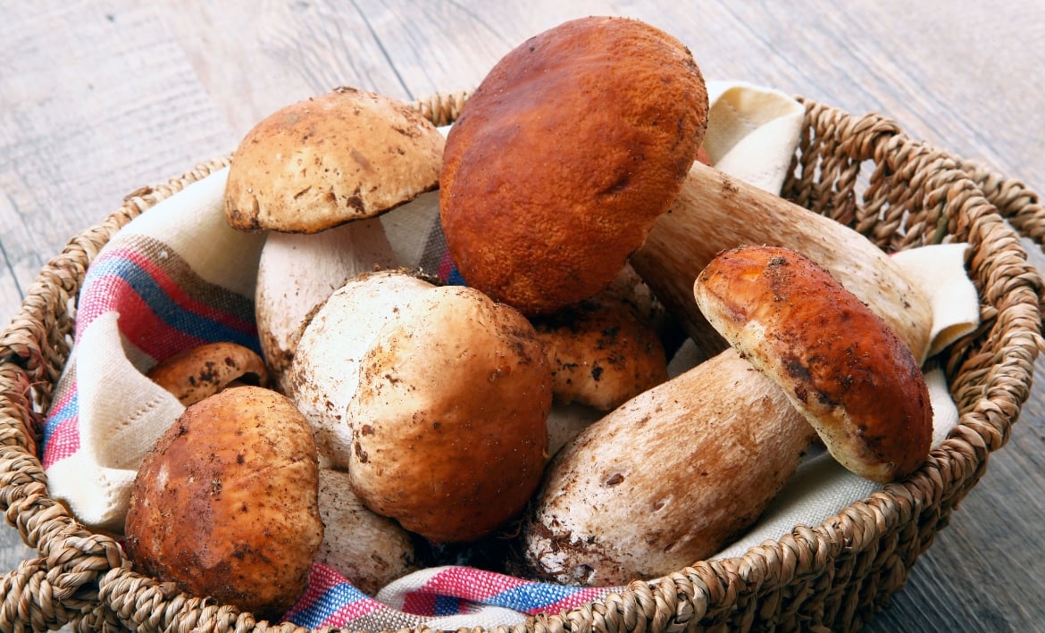 More About Porcini Mushrooms- from list of 40 edible mushrooms