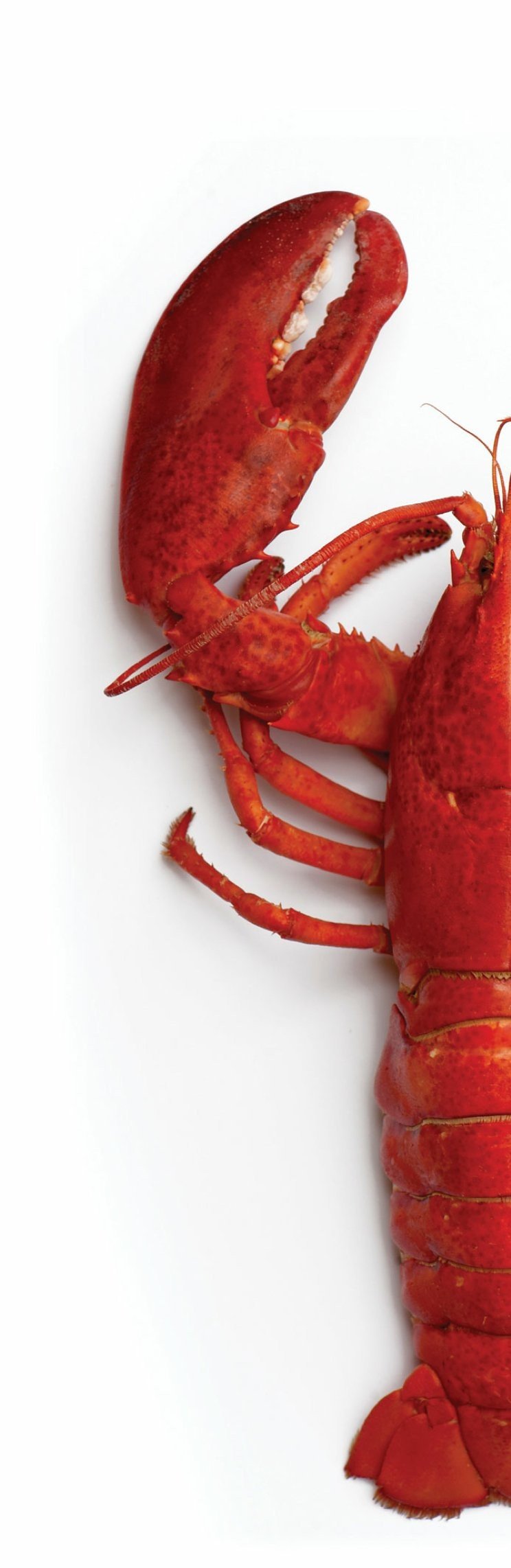 lobster