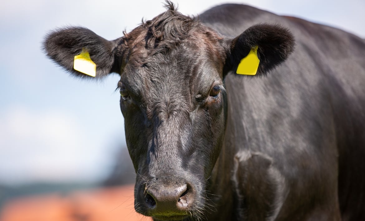 What is wagyu? This is a wagyu cow on a farm