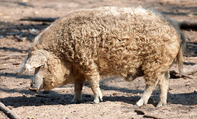 What is a Mangalitsa Pig? | D'Artagnan