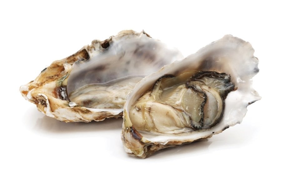 oysters
