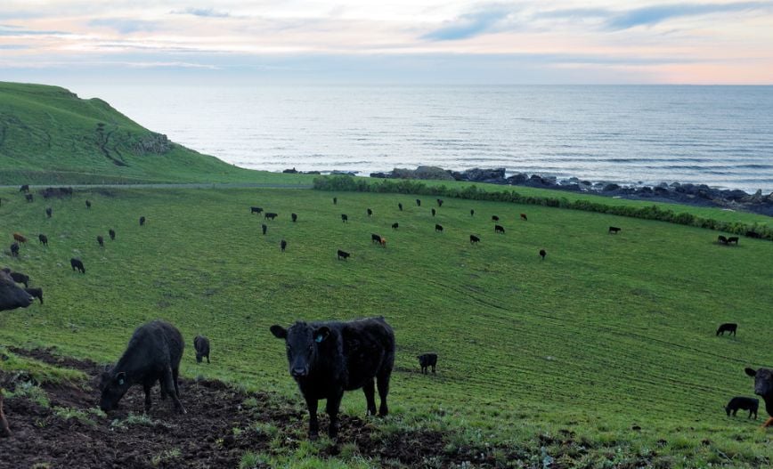 Benefits Of Grass Fed Beef Vs Grain Fed Beef D Artagnan