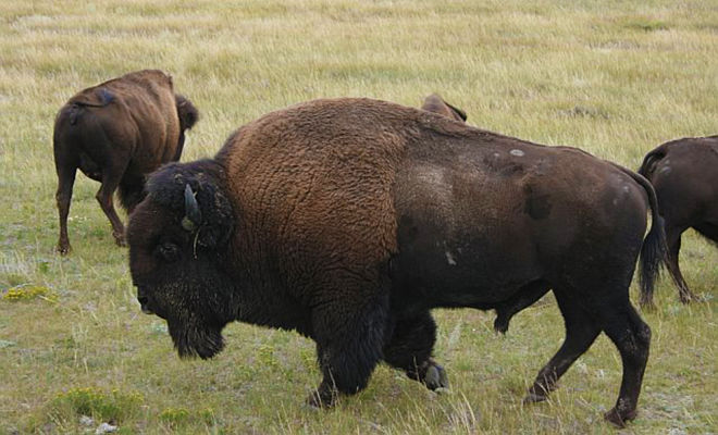Health Benefits Of Buffalo Meat D Artagnan