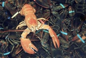 red lobster colors