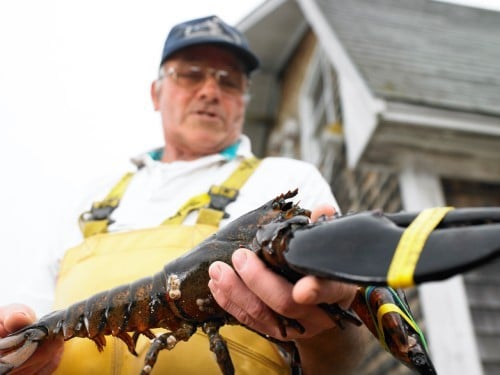 Man Holding Lobster