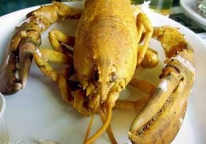 yellow lobster colors