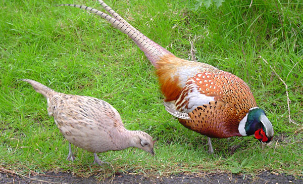 Ring Necked Pheasant Facts D Artagnan